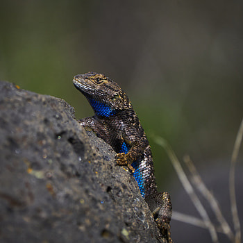 Animals, Rock, Grey, Stone, Lizard, Reptile HD phone wallpaper