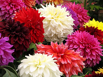 Flowers, Bright, Close-Up, Bouquet, Dahlias, Different HD wallpaper
