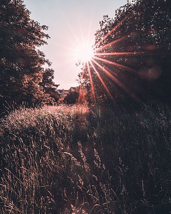 Nature, Grass, Rays, Beams, Sunlight, Meadow HD phone wallpaper