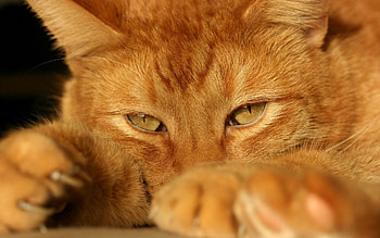Animals, Cat, Muzzle, Eyes, Paws, Tired HD wallpaper