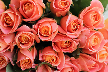 Roses, pink flowers, decorative HD wallpaper