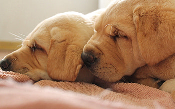 Animals, Muzzle, Pleating, Folds, Puppies HD wallpaper