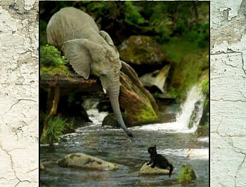 LENDING A TRUNK, ELEPHANT, ANIMALS, KITTEN, CUTE HD wallpaper
