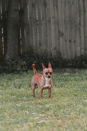 Funny, Animals, Dog, Pet, Tail HD phone wallpaper