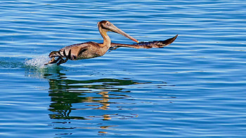 Animals, Water, Bird, Flight, Hunt, Hunting, California Pelican HD wallpaper