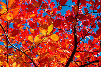 Nature, Autumn, Leaves, Branches, Sunny, Solar HD wallpaper