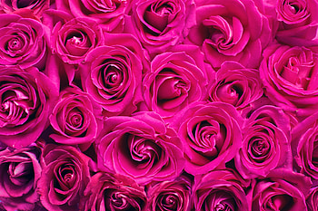 Pink roses, decorations, bouquet HD wallpaper