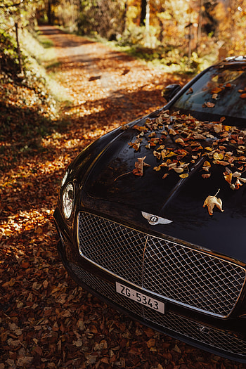 Leaves, Bentley, Cars, Car, Bentley Continental Gt HD phone wallpaper