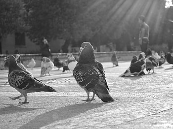 Dove land, birds, doves, sunrays, city HD wallpaper