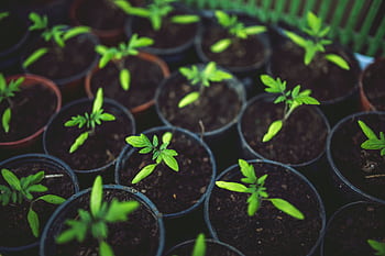 A vivid of young green plants growing in several pots, symbolizing new growth. HD wallpaper