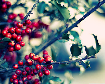 Holly Tree, Vibrant , Samantha's post, Nature's gift HD wallpaper
