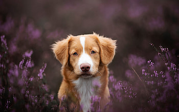 Nova Scotia Duck Trolling Retriever, cute, animal, dog, retriever HD wallpaper