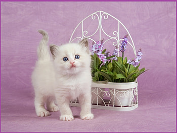 cute...cute...cute..., cats, kitten, cute, animals HD wallpaper
