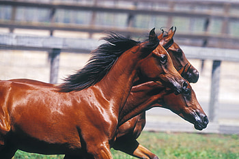 Arabians, horses running, grass, nature HD wallpaper
