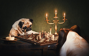 Dogs Playing Chess, dog, game, chess, graph HD wallpaper
