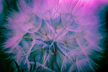 Pink, Macro, Dandelion, Fluff, Fuzz HD wallpaper