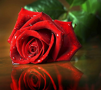 Plants, Flowers, Roses HD wallpaper
