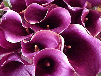 Pink flowers, purple, bouquet, flower, nature, bunch HD wallpaper