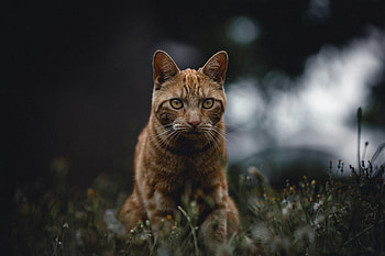 Animals, Grass, Cat, Sight, Opinion, Redhead HD wallpaper