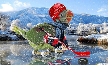 Winter fun, winter, bird, fun, pasare, snow, helmet, green, red, funny, ice, parrot HD wallpaper