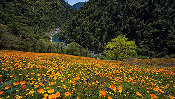 Blooming meadow in California, trees, wildflowers, forest, blossoms, landscape HD wallpaper