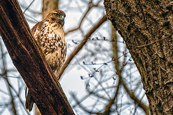 Animals, Feather, Bird, Beak, Falcon HD wallpaper