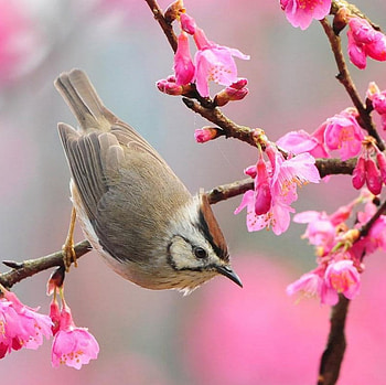Hang Ten, bird, animals, blossoms, flowers, tree HD wallpaper