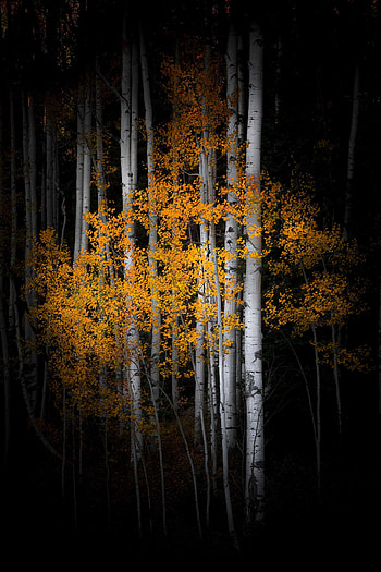 Aspen Tree, Watercolor art, Nature's beauty, Serene landscapes HD phone wallpaper