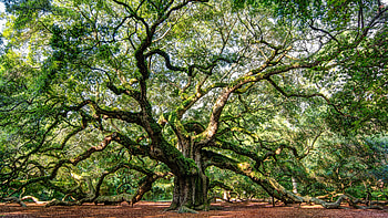 Angel Oak Tree, nature, angel, oak, tree HD wallpaper