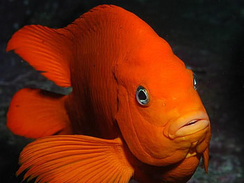 What's Up, big, animals, eyes, fish, orange, water, ocean HD wallpaper