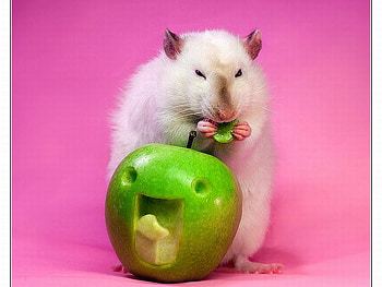 Fancy_Rat, fancy, cute, rat HD wallpaper