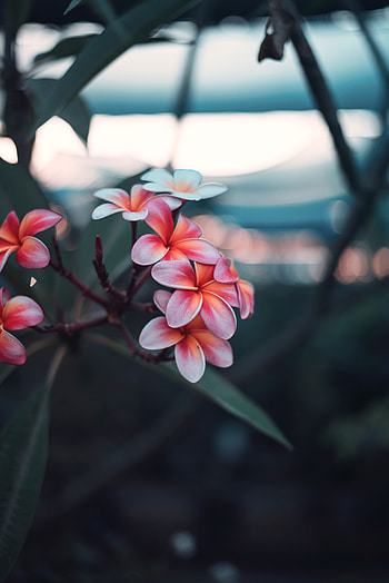 Flowers, Pink, Bloom, Flowering, Branch, Plumeria HD phone wallpaper