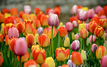 Plants, Flowers, Tulips HD wallpaper