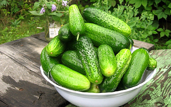 Fresh cucumbers, Green vegetables, Healthy snack, Salad ingredient HD wallpaper