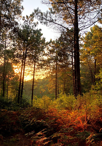 Nature, Trees, Sun, Bush, Beams, Rays, Forest HD phone wallpaper