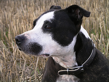 Animals, Dog, Muzzle, Spotty, Spotted, Sight, Opinion, Staff HD wallpaper