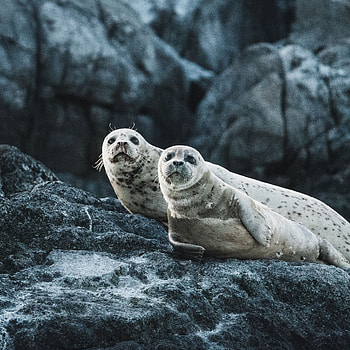 Adorable seal pups, Majestic ocean creatures, Captivating personalities, Underwater wonders HD phone wallpaper