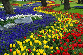 everycolor1, nature, flowers HD wallpaper