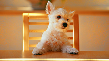 Dog, , Keywords, Keywords HD wallpaper