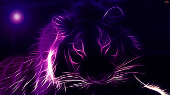 Explore Purple , Tiger , and more! HD wallpaper