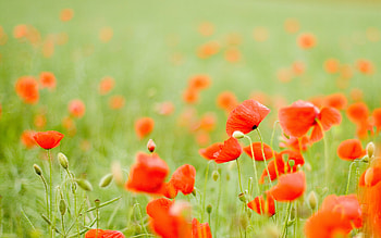 Poppy Flower, Poppy , Floral nature, Colorful background HD wallpaper