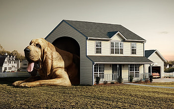 Big Dog - Big Hut, dog, animal, doghouse, house HD wallpaper