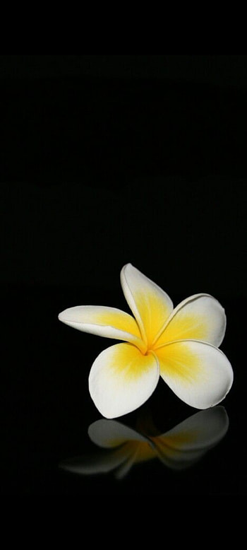 LoveLife, wildflower, petal HD phone wallpaper