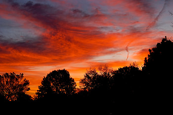Trees, Sunset, Twilight, Clouds, Dark, Dusk HD wallpaper
