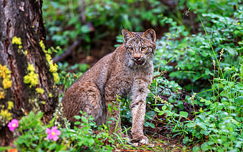 Lynx, animal, cat, nature HD wallpaper