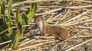 Mammals pbo site mammals, Animal HD wallpaper