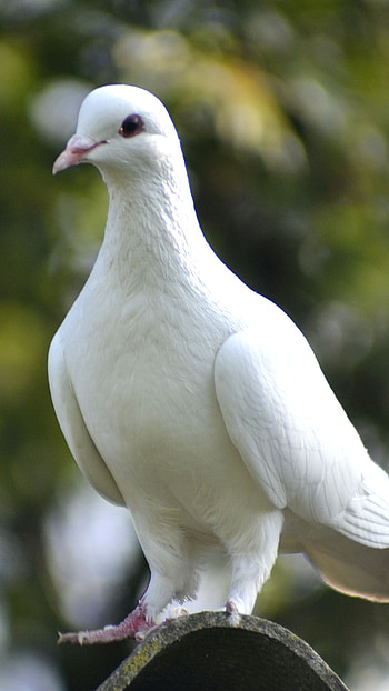 Bird, White Pigeon HD phone wallpaper