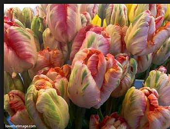 Tulips, Flowers, Colorful, Garden HD wallpaper