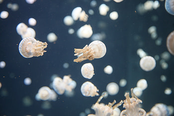 Nature, Jellyfish, Underwater World, Tentacles HD wallpaper