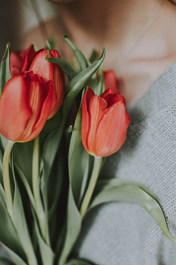 Elegant bouquet of red tulips against a neutral blurred background. Perfect for romantic themes. HD phone wallpaper